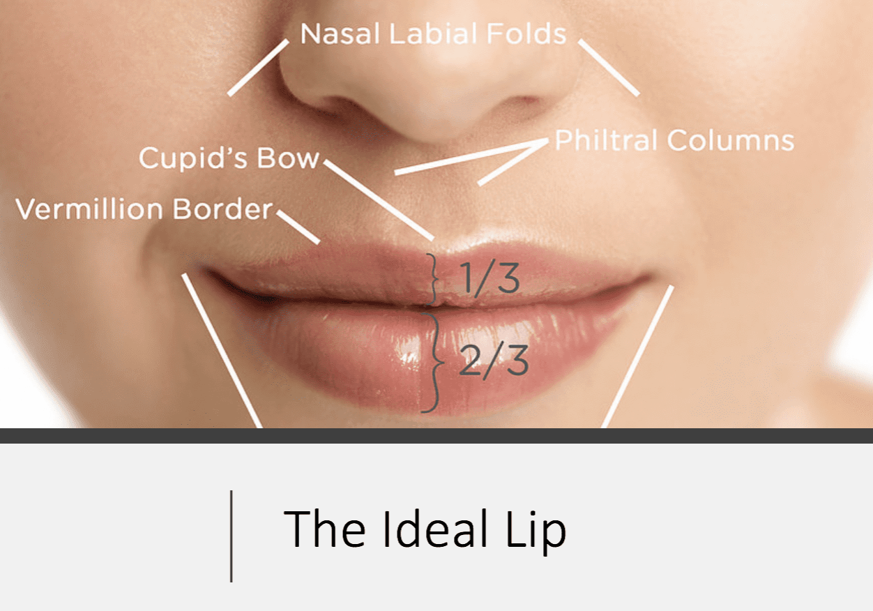 Diagram illustrating the ideal lip proportions and key anatomical landmarks.